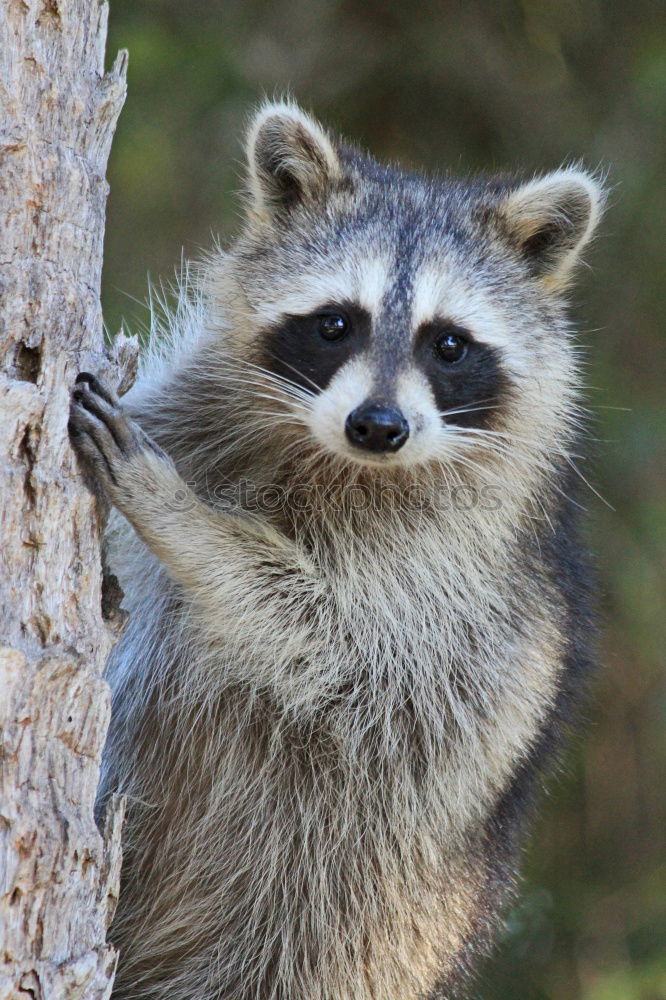 Similar – Foto Bild Gestatten, Hörnchen. Tier