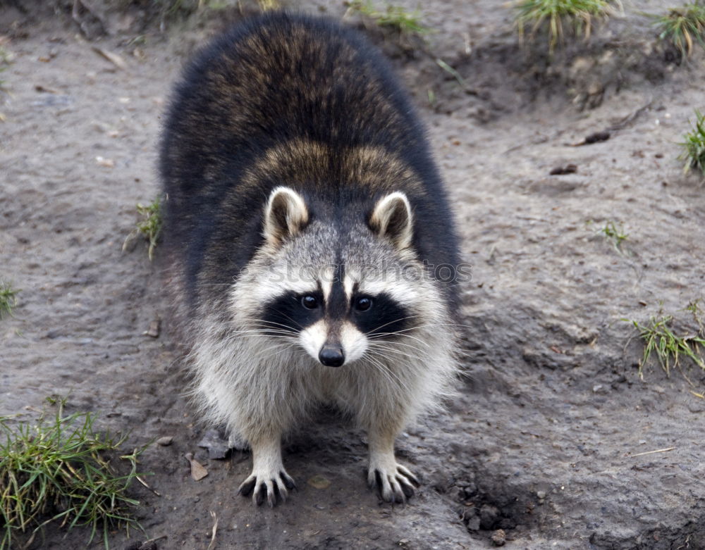 raccoon couple, together we are strong