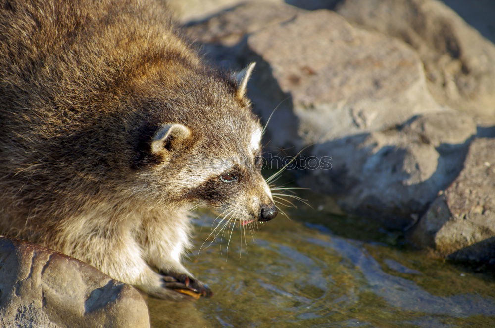 Similar – Raccoon in Game Park III