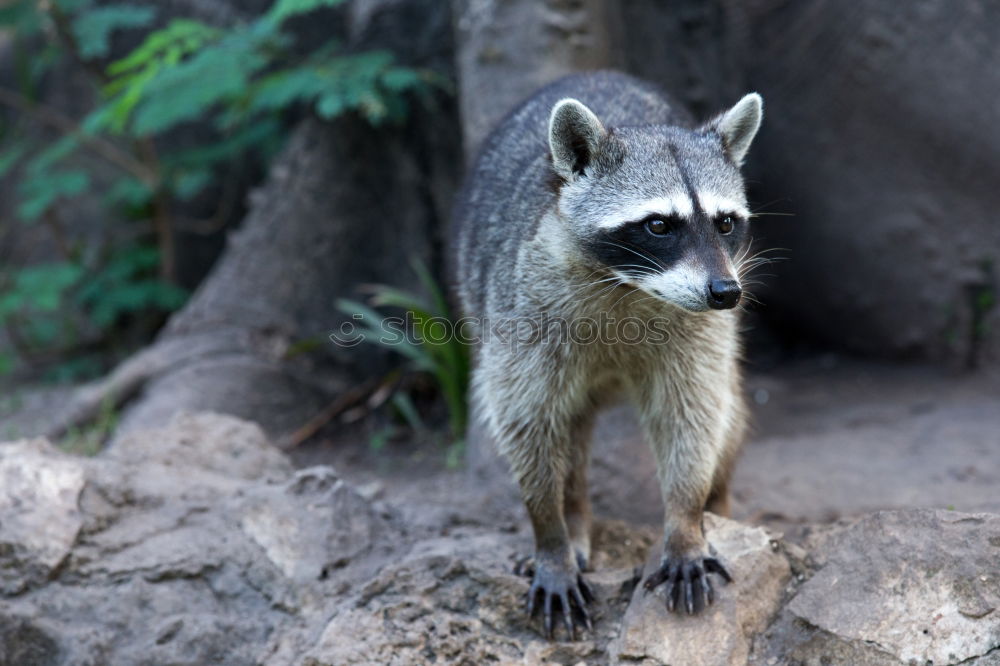 Similar – raccoon couple, together we are strong