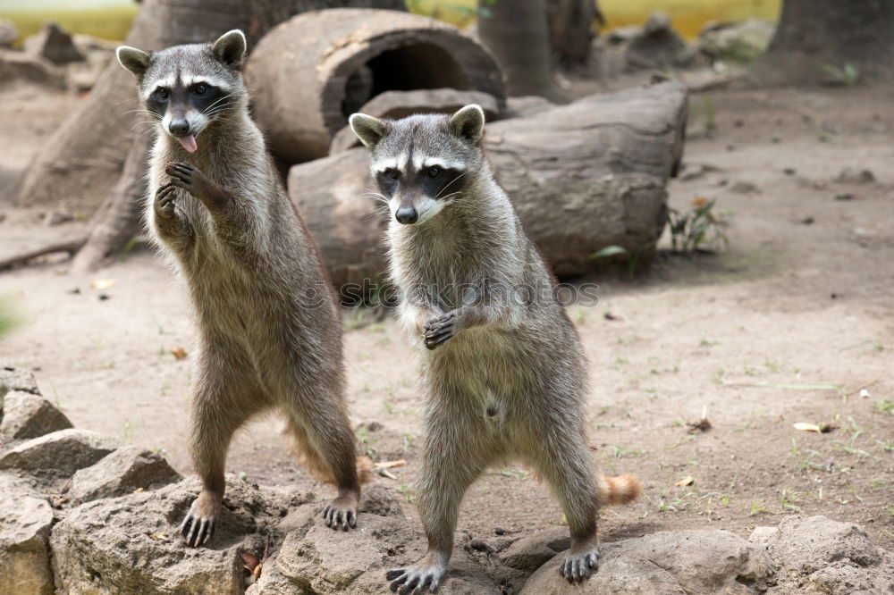 Similar – Image, Stock Photo cute trio Animal Earth Zoo