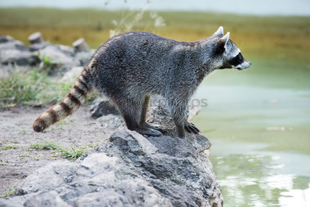 Similar – Raccoon in Game Park III