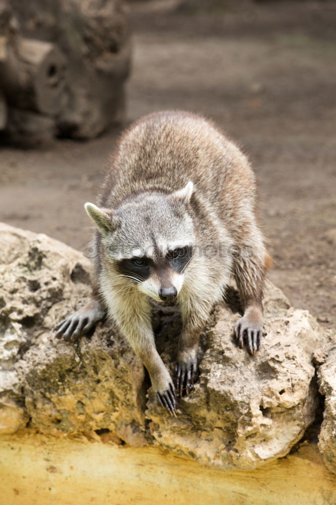 Similar – Auf dem Laufsteg Otter