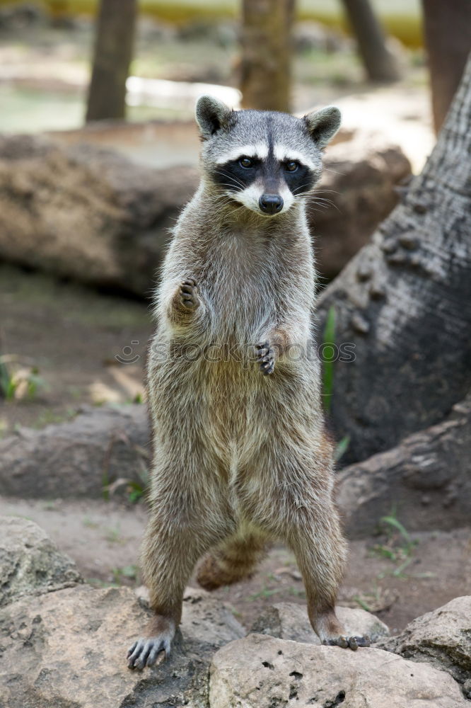 Similar – Eat and be eaten. Meerkat eats a mouse