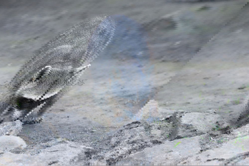 Similar – Image, Stock Photo Fox on a rock a foggy day