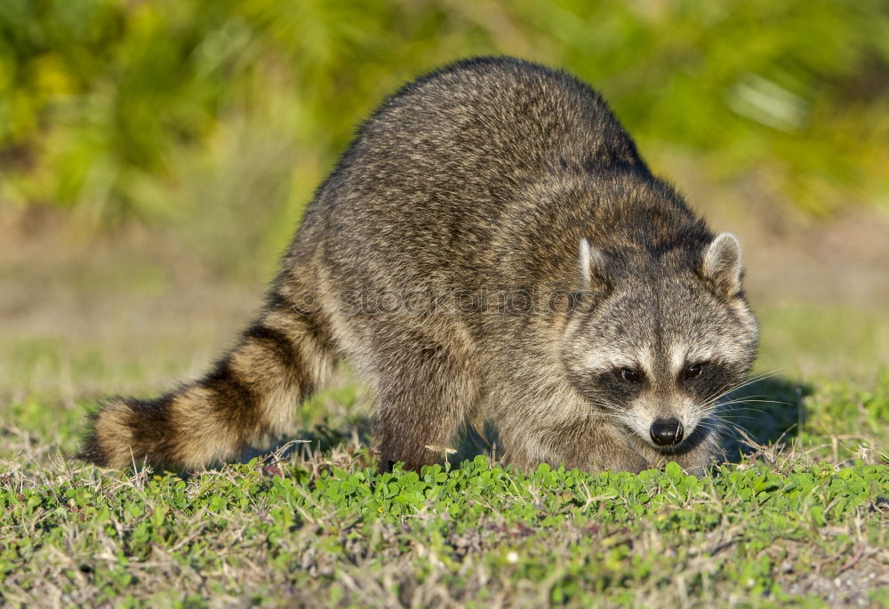 Similar – raccoon couple, together we are strong