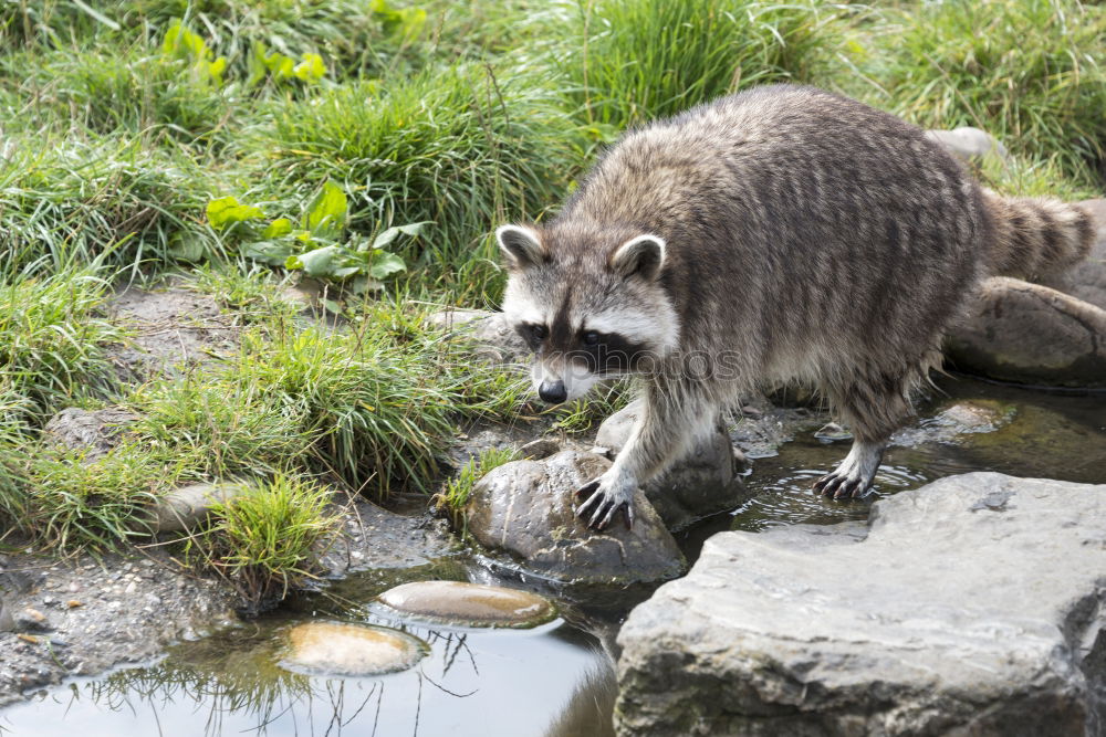 Similar – Raccoon in Game Park III