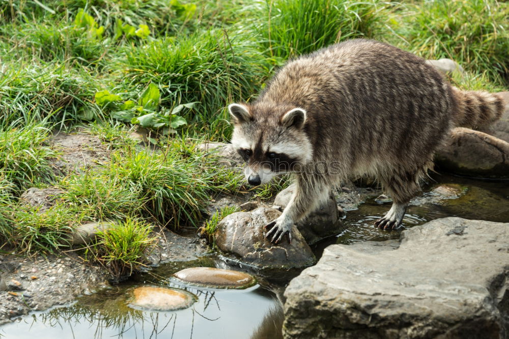 Similar – Raccoon in Game Park III