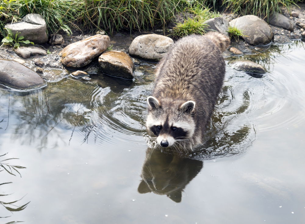 Similar – Raccoon in Game Park III