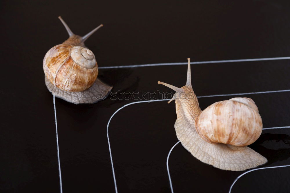 Similar – Image, Stock Photo Together Food Peanut Life