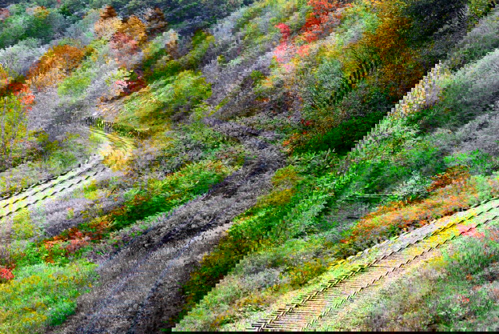 Similar – Image, Stock Photo Bernina Express in the autumn forest near Pontresina