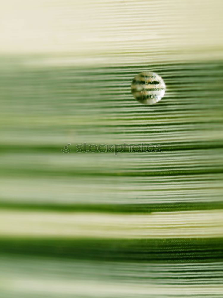 Similar – Image, Stock Photo pink meets green Elegant