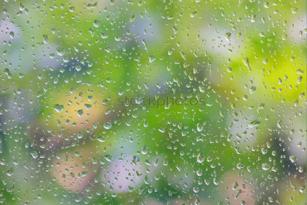 Similar – Image, Stock Photo in the wood Nature Plant