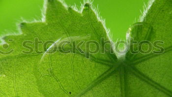 Similar – Image, Stock Photo leaves_with_raindrops Leaf