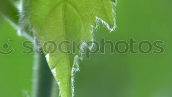 Similar – Image, Stock Photo downpour Leaf Ivy Rain