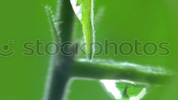 Similar – Image, Stock Photo downpour Leaf Ivy Rain