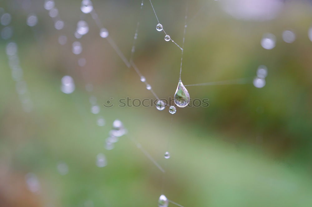 Image, Stock Photo moss pearls Environment