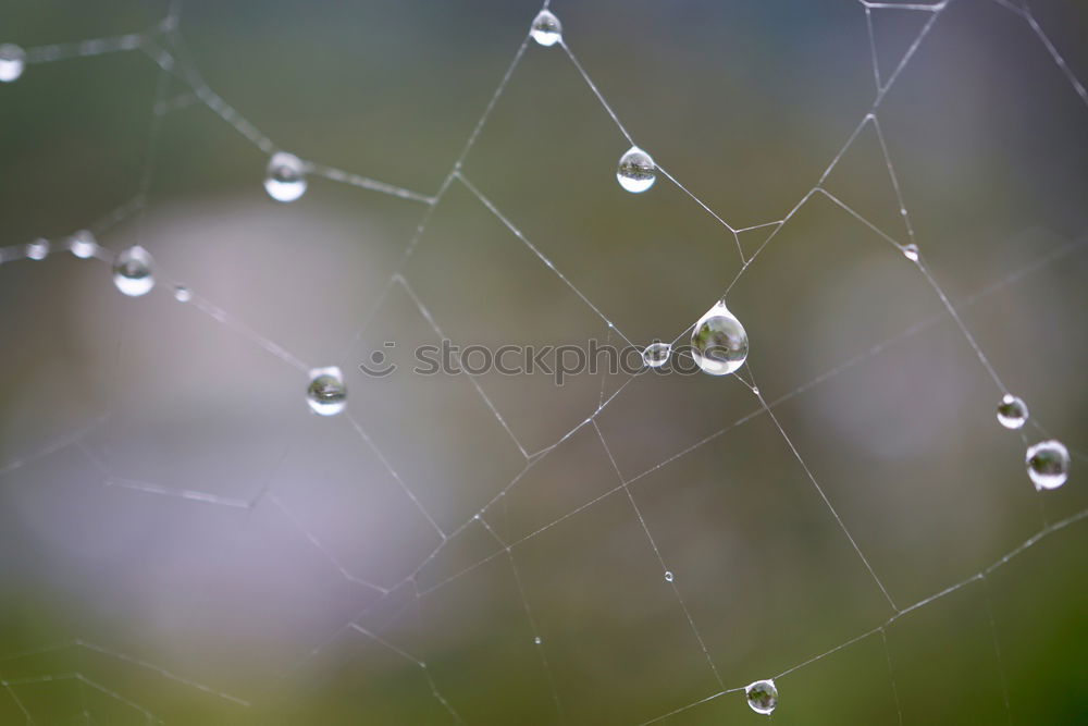 Similar – Image, Stock Photo grasses Wellness