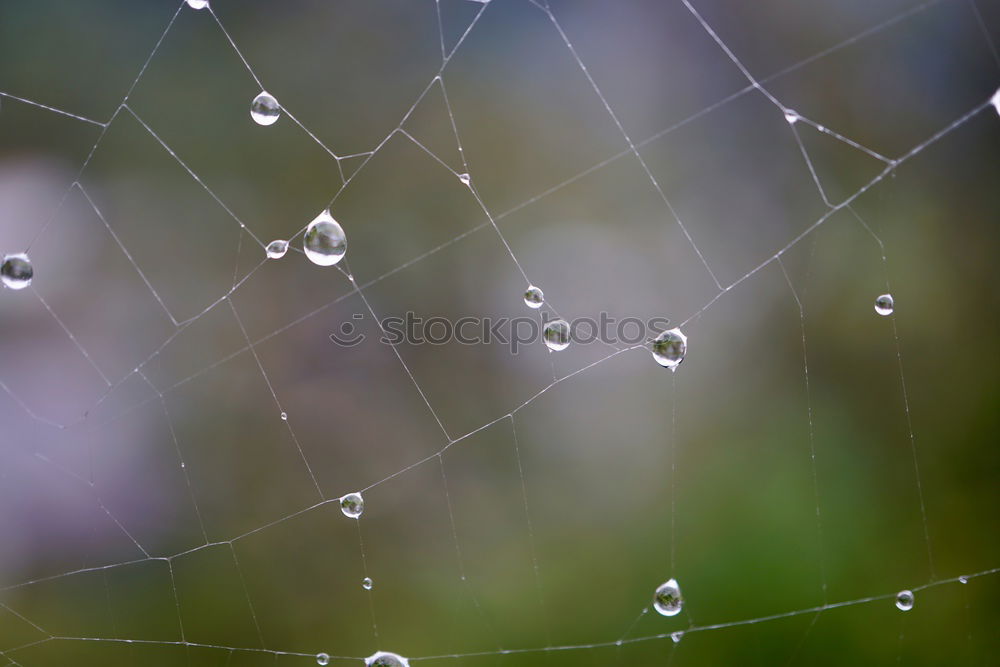 Similar – Image, Stock Photo drop on the leaves Plant