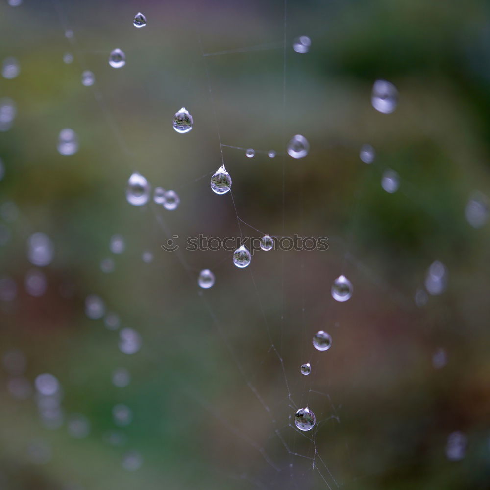 Similar – Image, Stock Photo drop on the leaves Plant