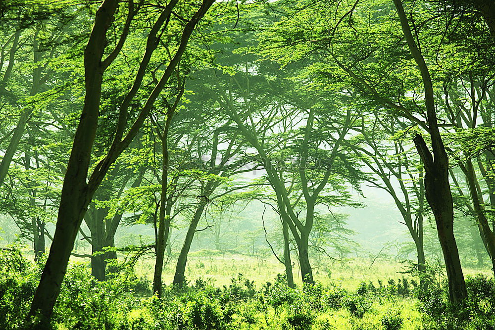 Similar – Image, Stock Photo bird house Green Tree