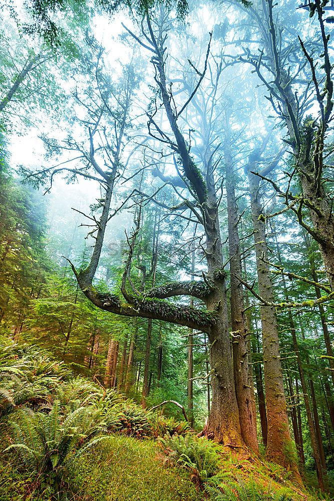 Similar – Märchenwelt Umwelt Natur