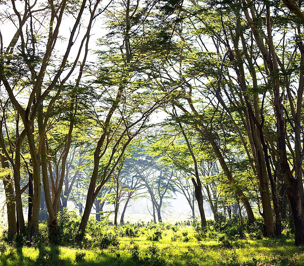 Similar – Image, Stock Photo Green mixed woods Forest