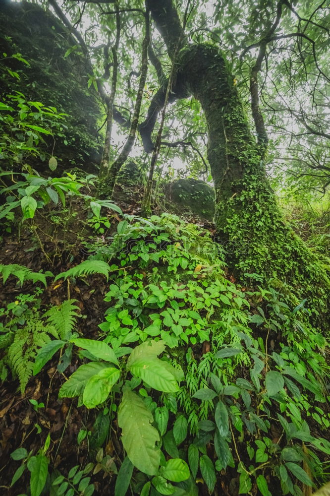 Similar – Foto Bild above us only trees Umwelt