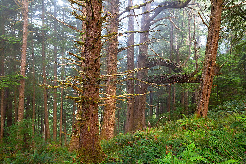 Similar – fern forest Environment