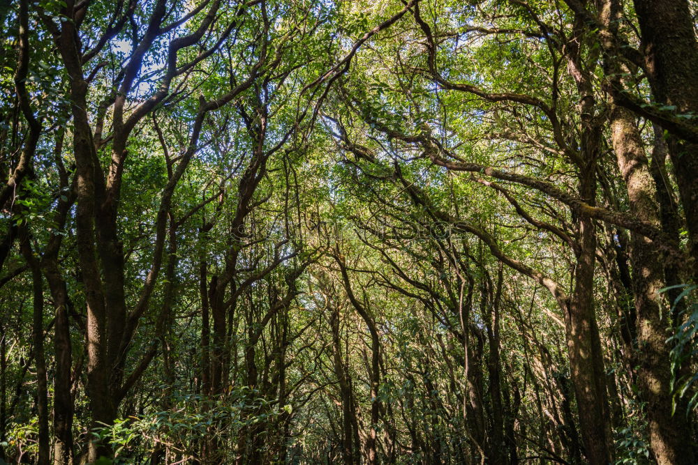 Similar – Foto Bild Tree walk Natur Landschaft