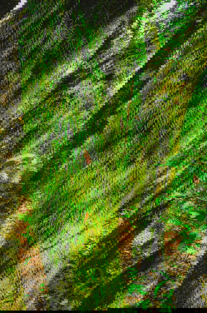 Similar – Foto Bild above us only trees Umwelt