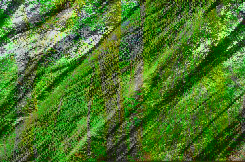 Similar – Image, Stock Photo Under juniper bushes