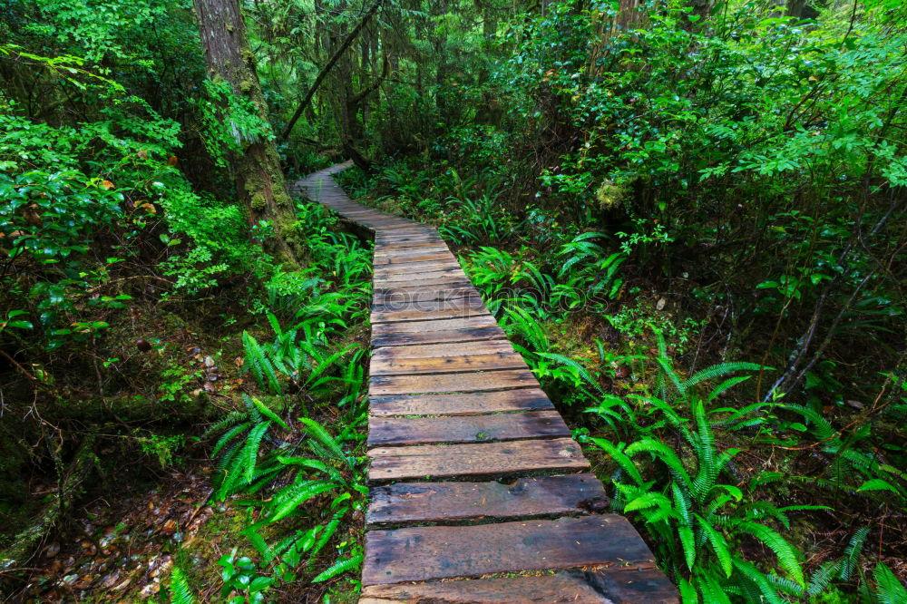 Stairway to Green Hell