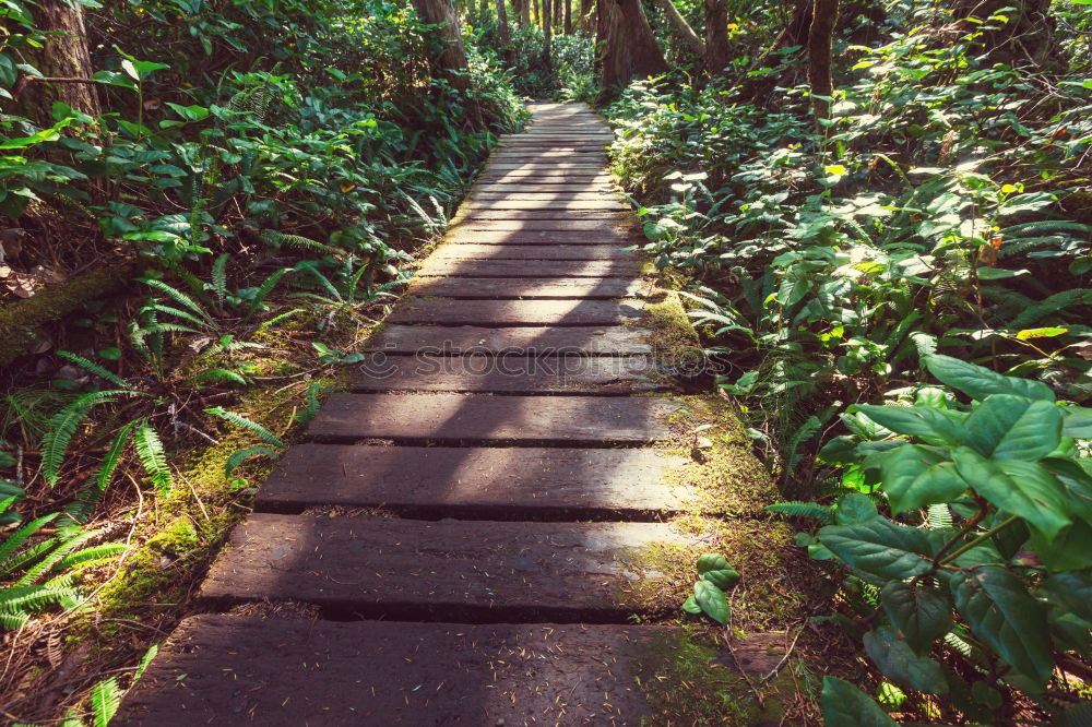 Similar – Woman climbing stairs in the forest