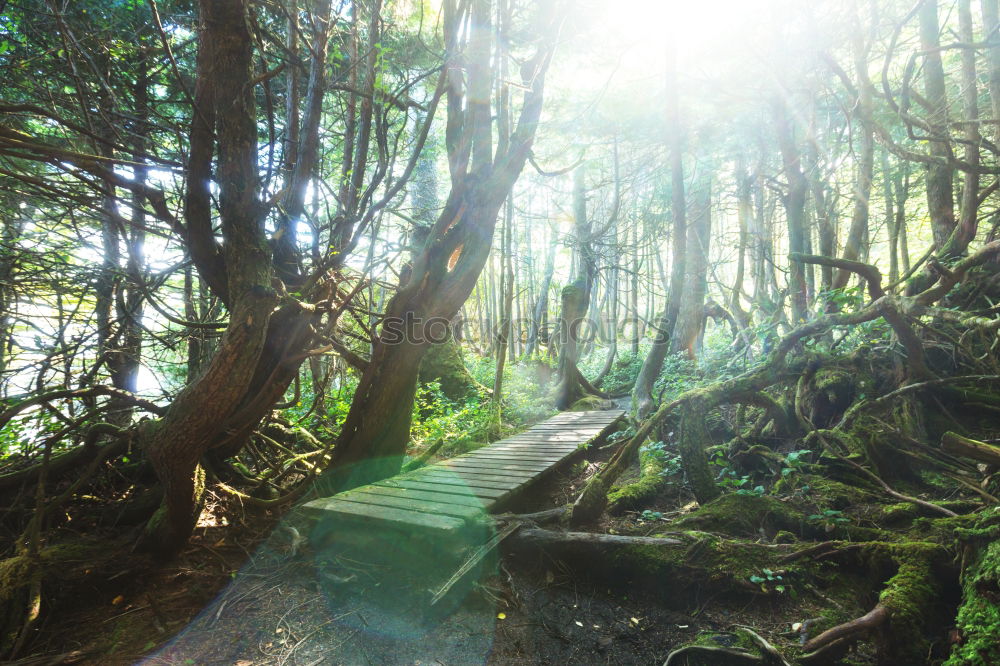 Similar – Street through lightful forrest