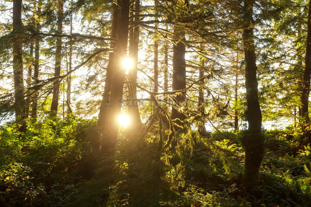 Similar – Forest light2 Tree Light