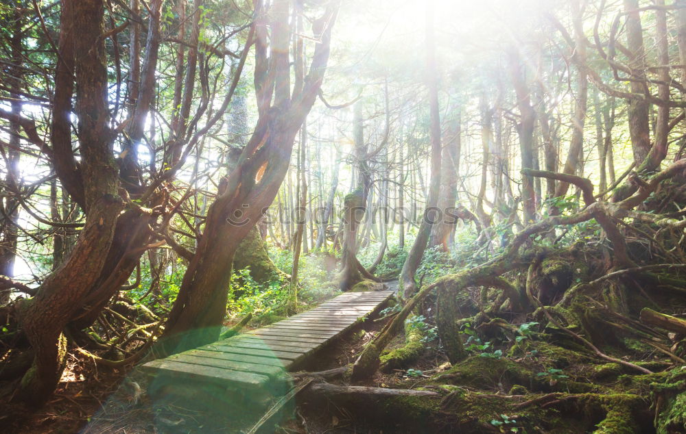 Similar – Pathway in bamboo grove