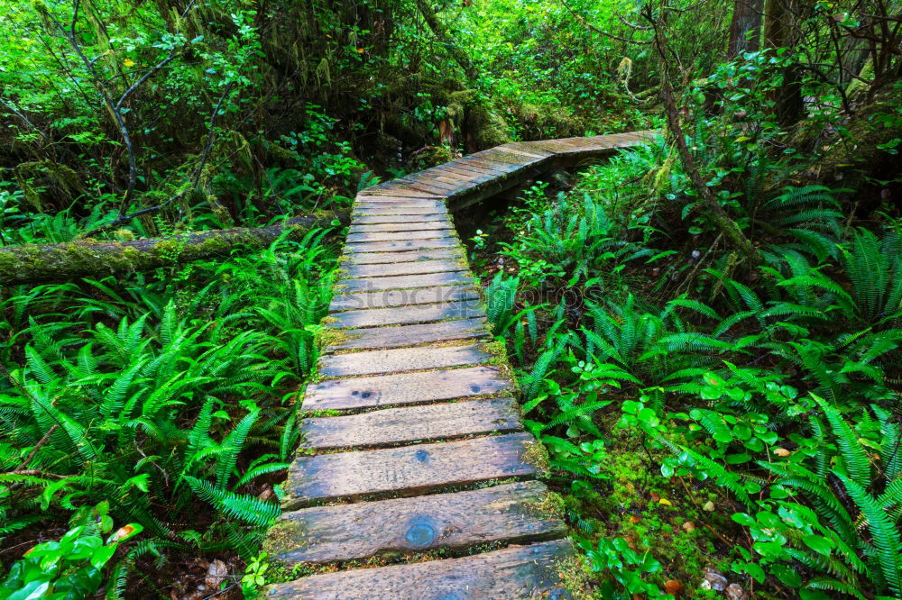 Similar – Hängebrücke zwischen zwei grossen Bäumen, Amazonasbecken, Peru, Südamerika