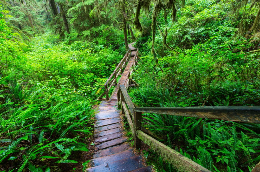 Similar – Stairway to Green Hell