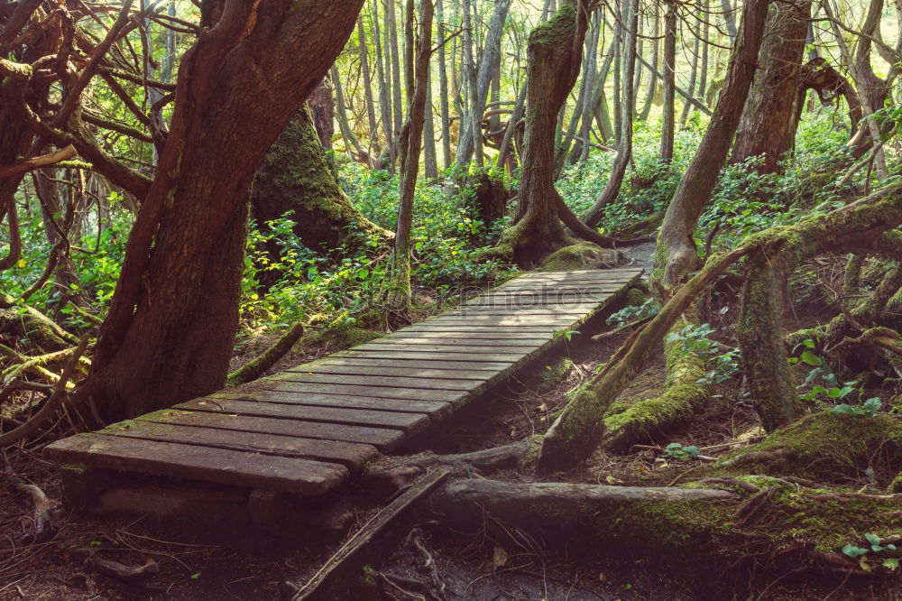 Similar – Image, Stock Photo Way to the witch house