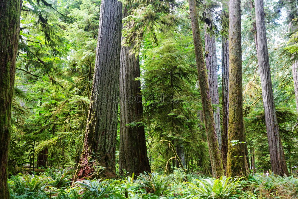 Similar – fern forest Environment