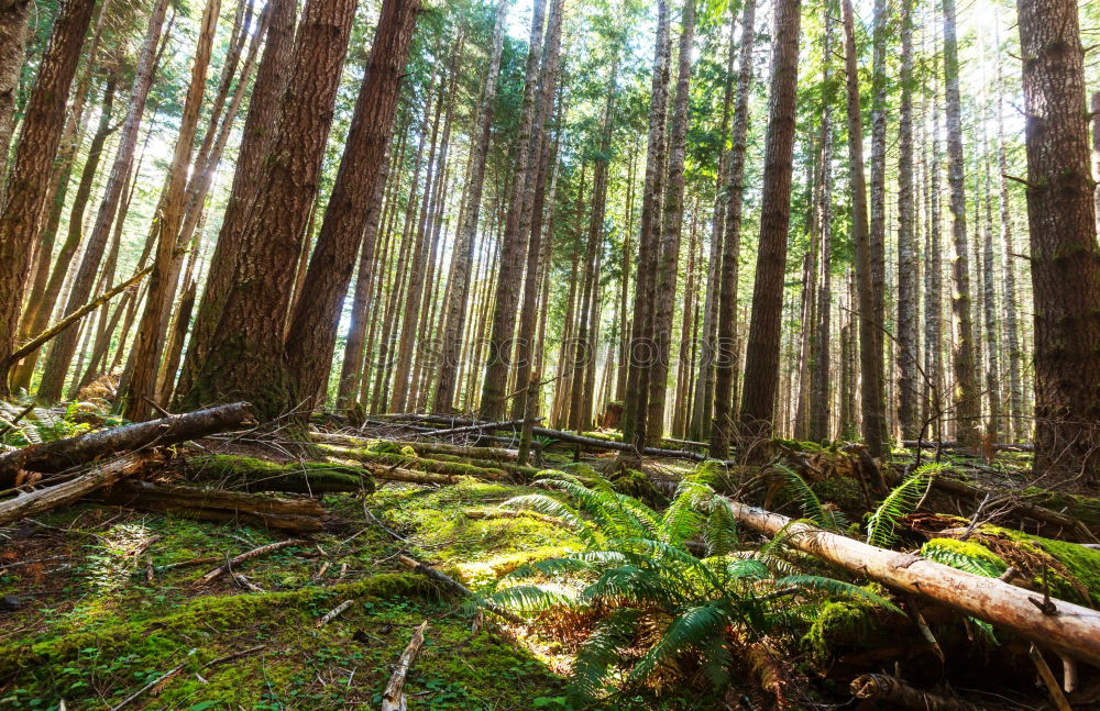 Similar – Foto Bild Valentinstag Wald Baum