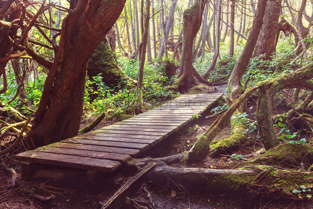 Similar – Image, Stock Photo The stony paths Hiking