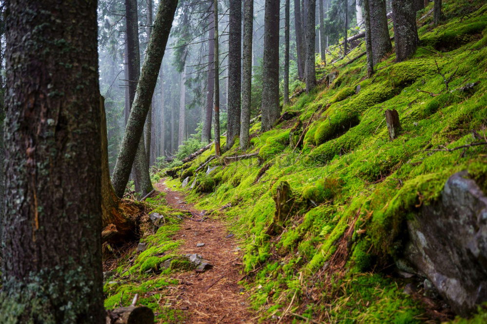 Similar – Image, Stock Photo signpost Environment