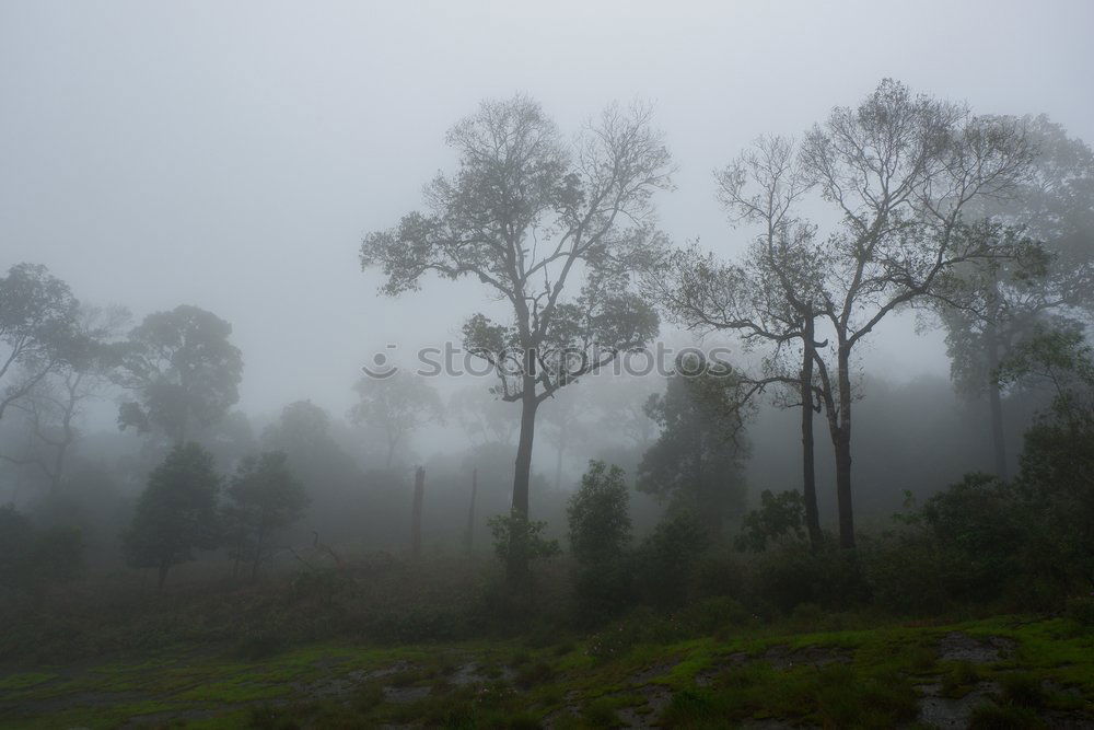 Similar – pinaceae I Tree Forest