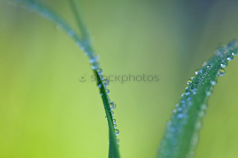 Similar – drops on the green leaf