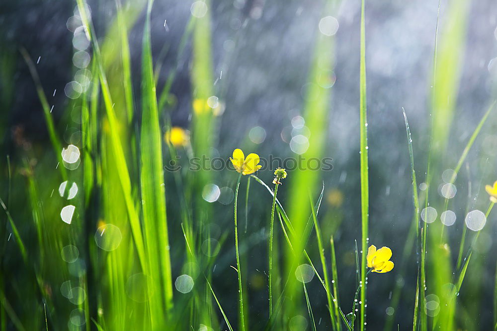 Similar – Image, Stock Photo moss pearls Environment