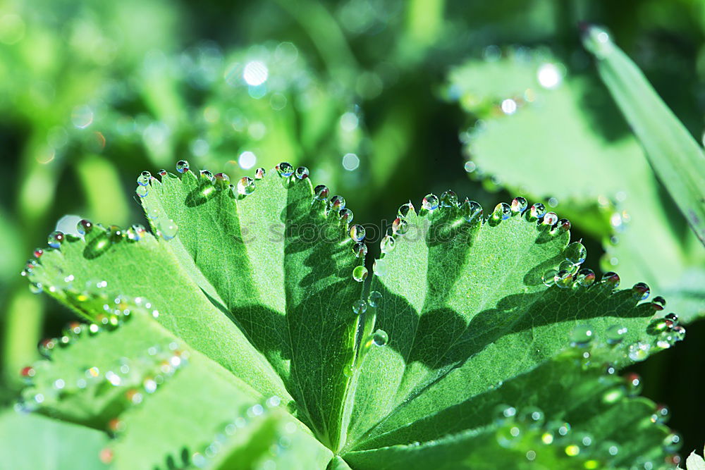 Similar – Image, Stock Photo kitchen herb Food