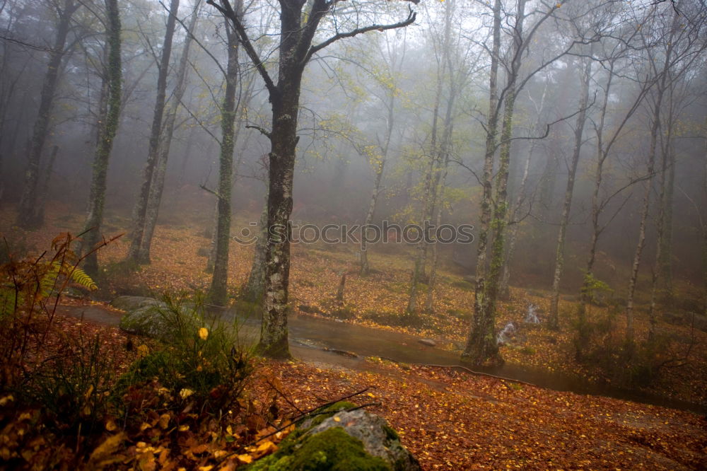 Similar – Image, Stock Photo In sour weather in autumn foggy forest