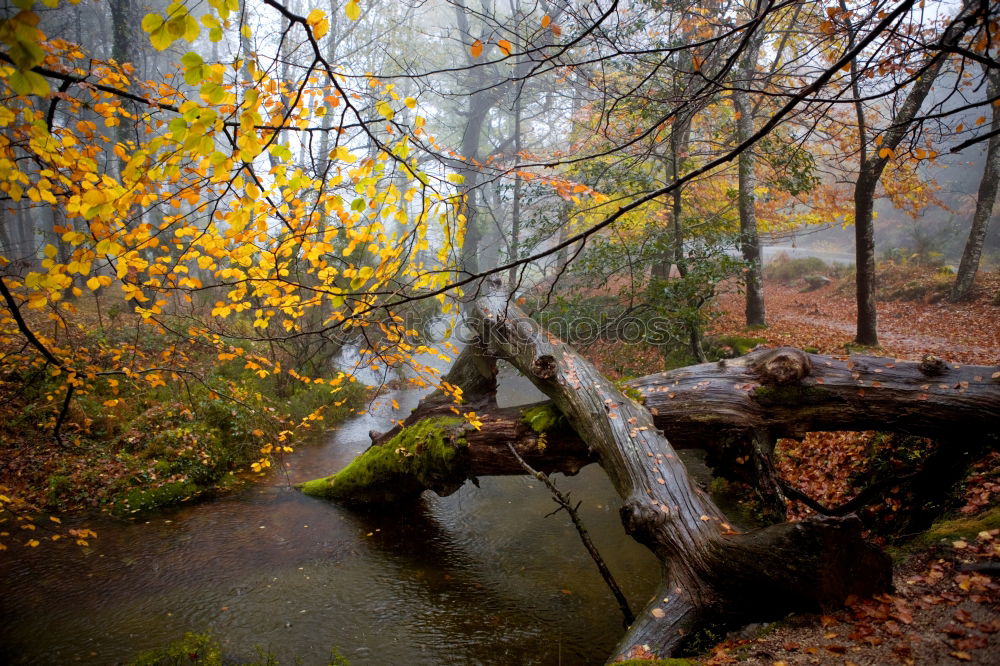 Similar – Image, Stock Photo Foliage cover II